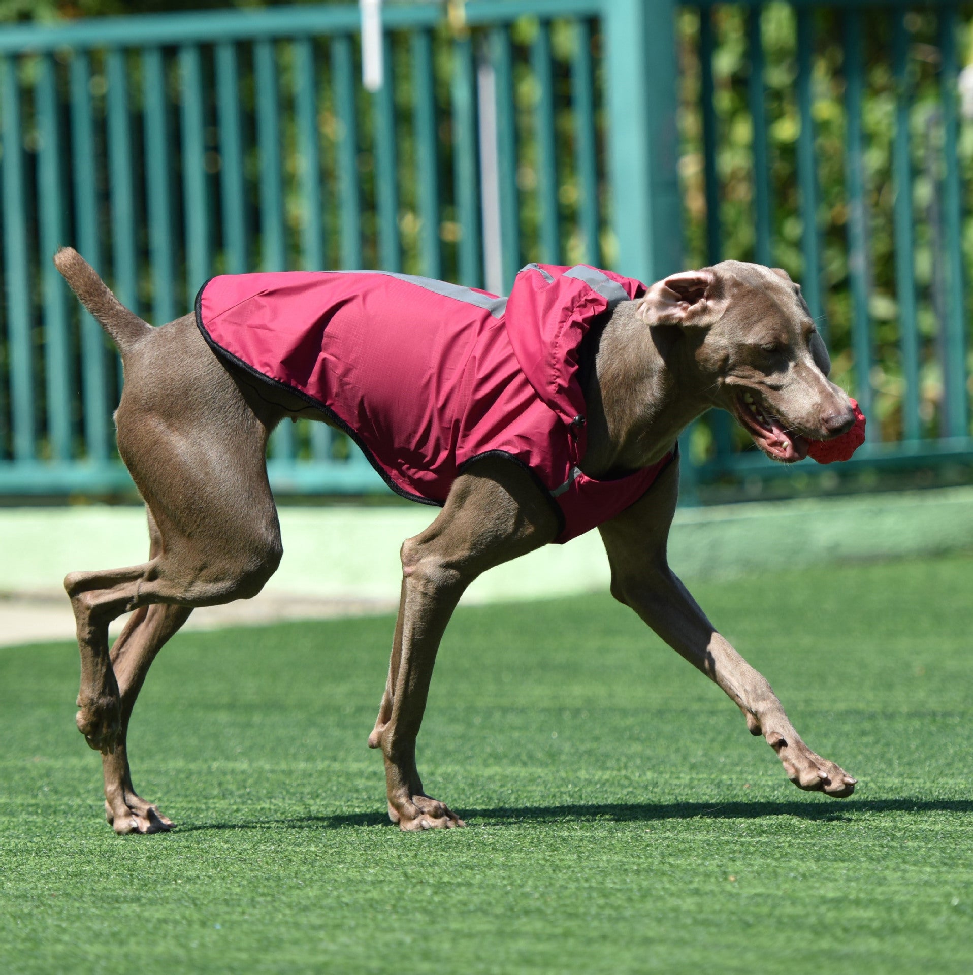 Two-Foot Hooded Waterproof Dog Raincoat